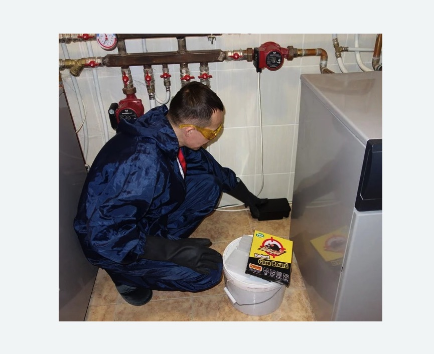 Уничтожение крыс Путиловская метро Спб